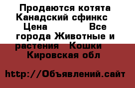 Продаются котята Канадский сфинкс › Цена ­ 15 000 - Все города Животные и растения » Кошки   . Кировская обл.